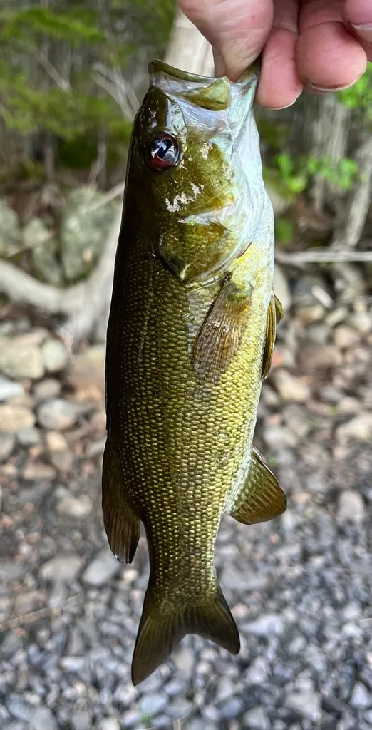 Smallmouth bass — Fancy Lake, Jun 8, 2024