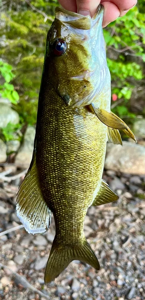 Smallmouth bass — Fancy Lake, Jun 8, 2024