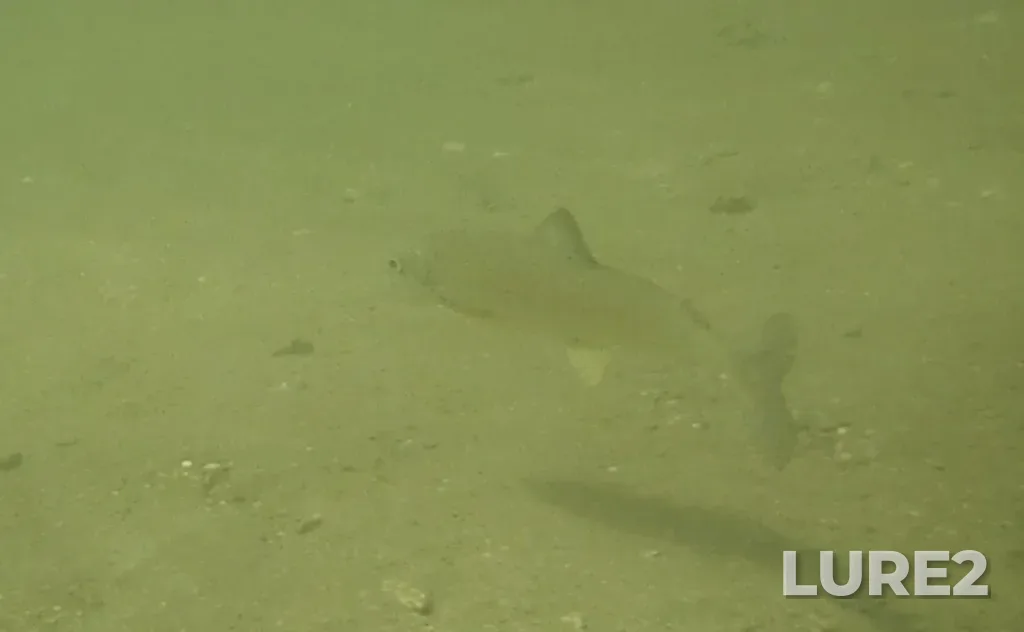 Mountain whitefish — Shuswap Lake, Jun 08, 2024, 2:10 PM