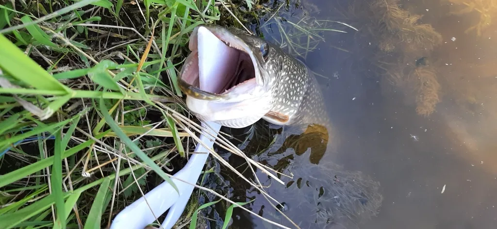 Pike — Medicine River, Jun 9, 2024