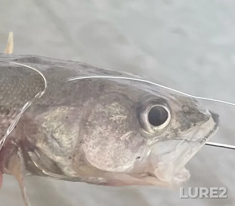 Sauger — Red River, Jun 11, 2024, 10:59 AM