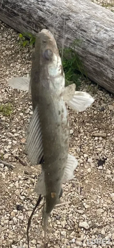 Walleye — Red River, Jun 11, 2024, 11:15 AM