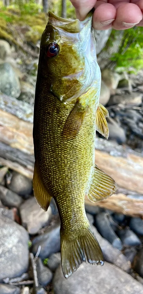 Smallmouth bass — Fancy Lake, Jun 11, 2024
