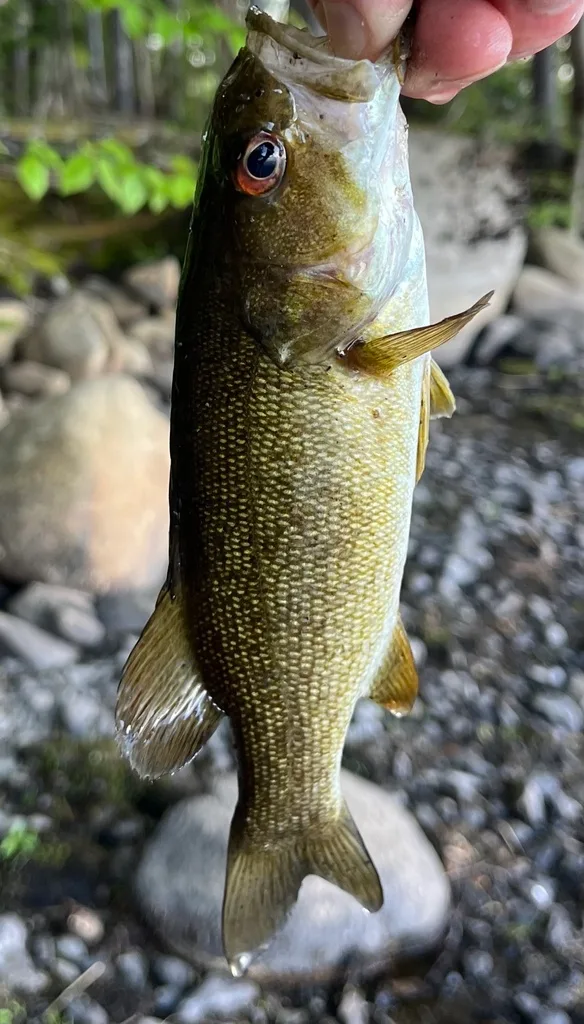 Smallmouth bass — Fancy Lake, Jun 11, 2024