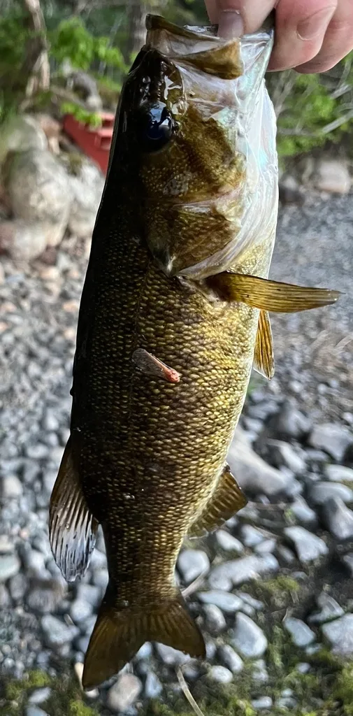 Smallmouth bass — Fancy Lake, Jun 11, 2024