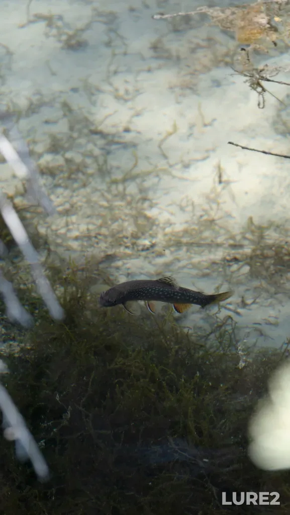 Brook trout — Lake Louise, Jun 08, 2024, 2:20 PM