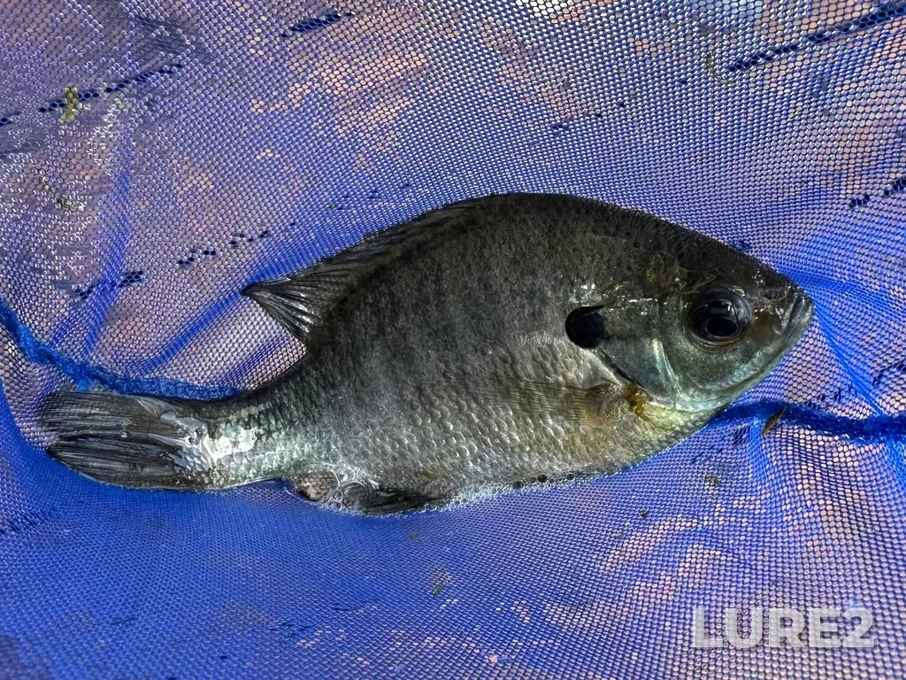 Bluegill — Opinicon Lake, Jun 07, 2024, 3:12 PM