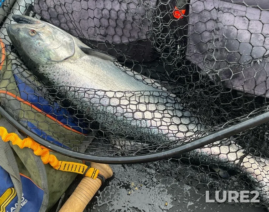 Chinook salmon — Strait of Juan de Fuca, Jun 16, 2024