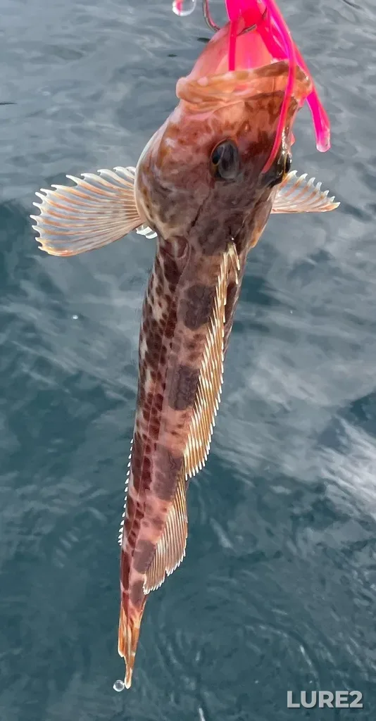 Lingcod — Strait of Juan de Fuca, Jun 16, 2024