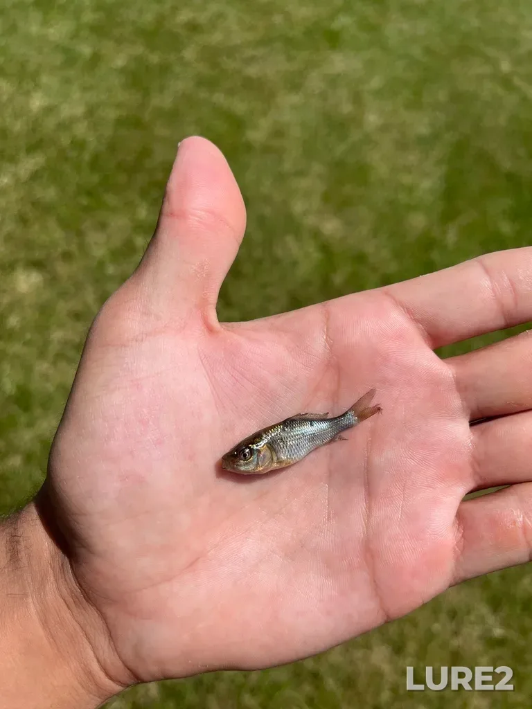 Carp — Christie Reservoir, Jun 16, 2024, 2:25 PM