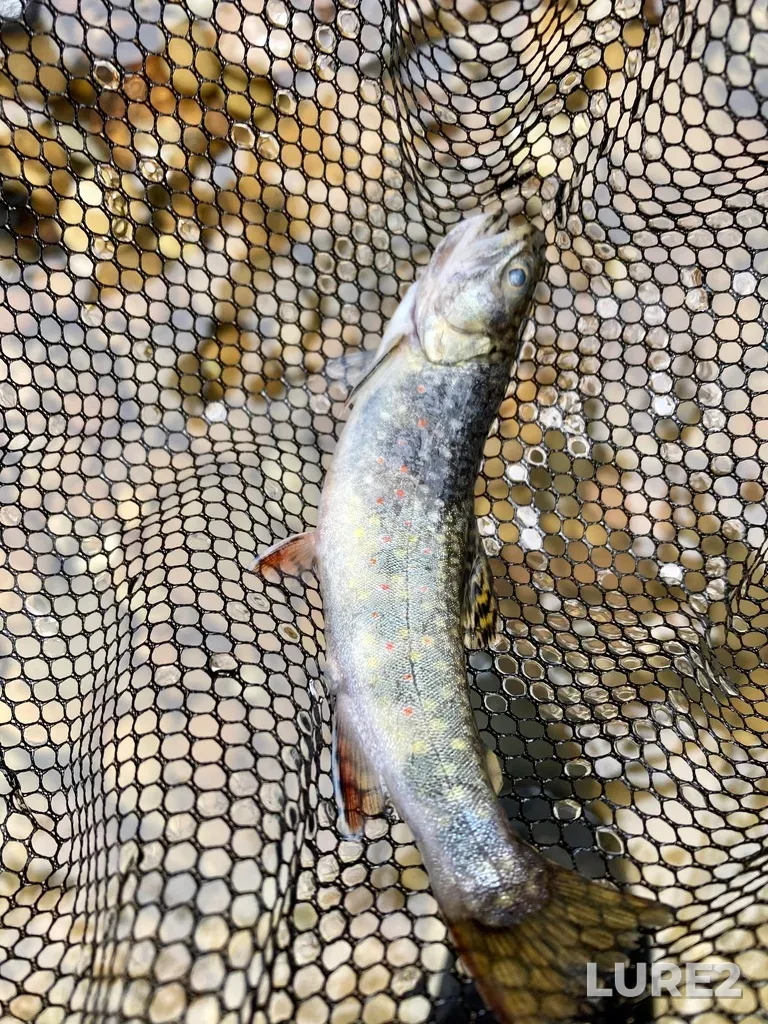 Brook trout — Battle Creek, Jun 17, 2024, 1:04 PM