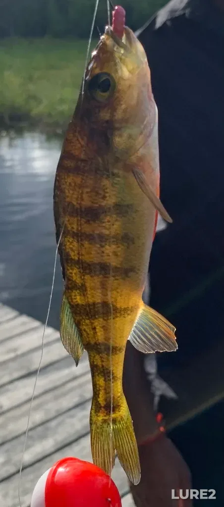 Yellow perch — Drag River, Jun 14, 2024, 6:28 PM