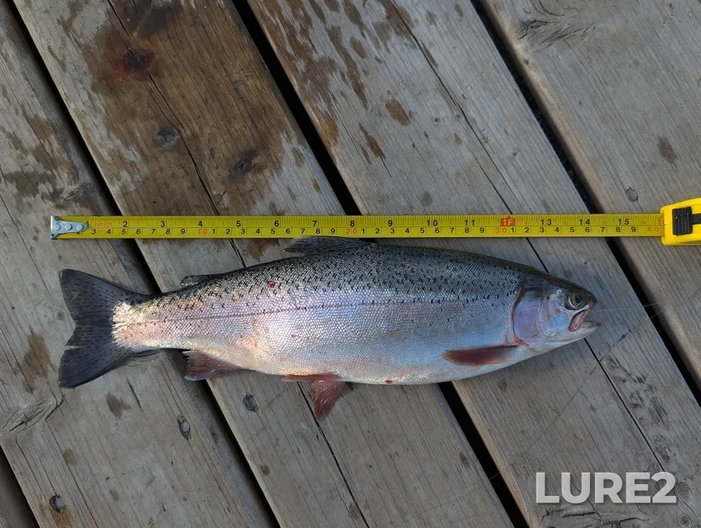 Rainbow trout — Edith Lake, Jun 20, 2024, 6:11 PM