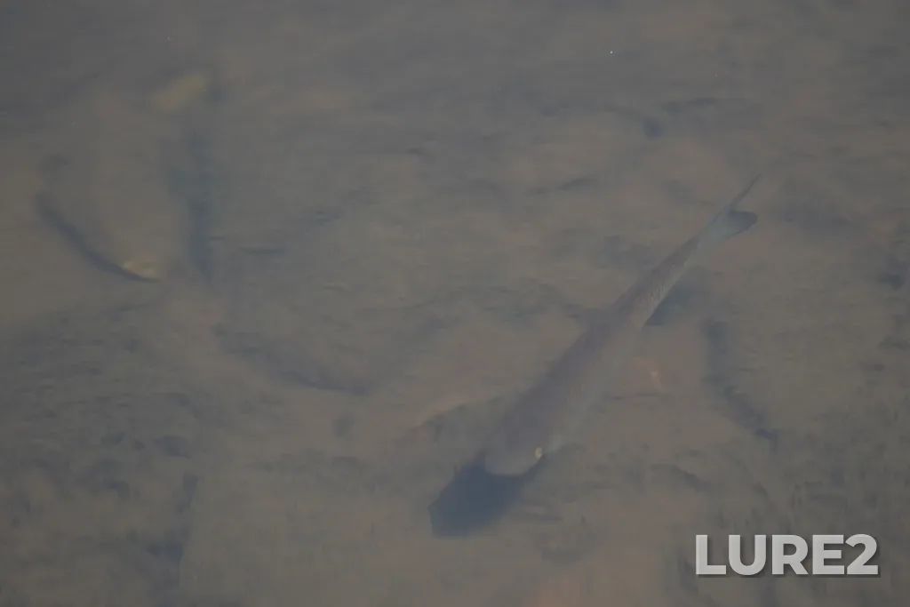 Chub — Yuryuzan, Jun 15, 2024, 11:05 AM
