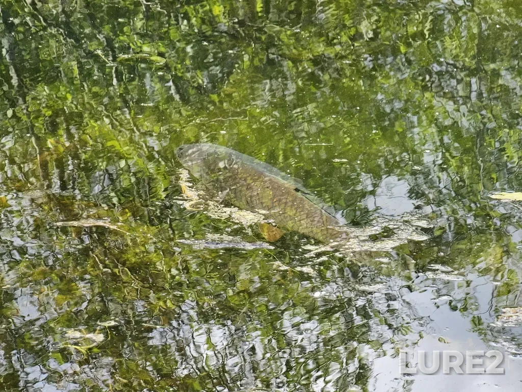 Carp — Green Timbers Lake, Jun 24, 2024, 4:34 PM