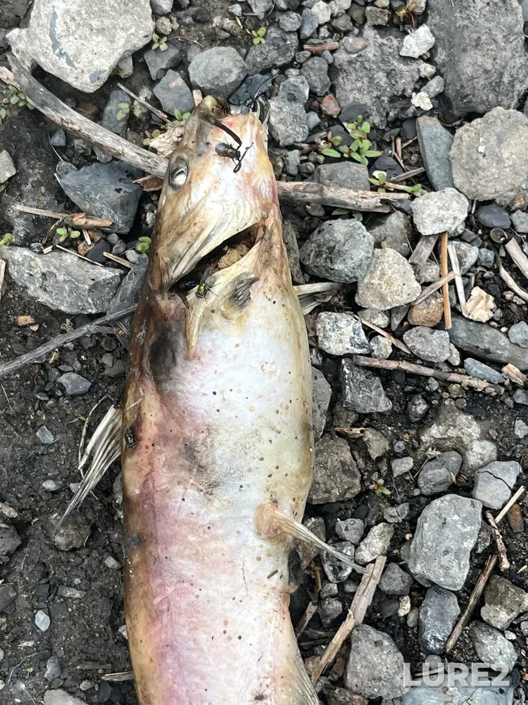 Channel catfish — Saint Lawrence River, Jun 26, 2024, 6:53 PM