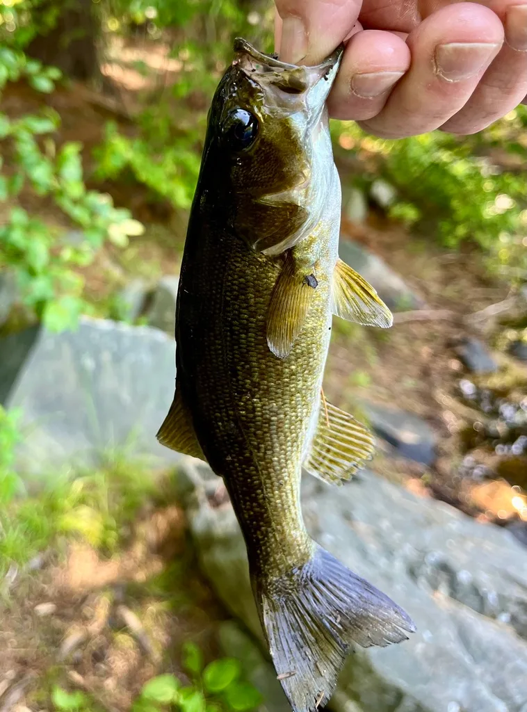 Smallmouth bass — Paper Mill Lake, Jun 26, 2024