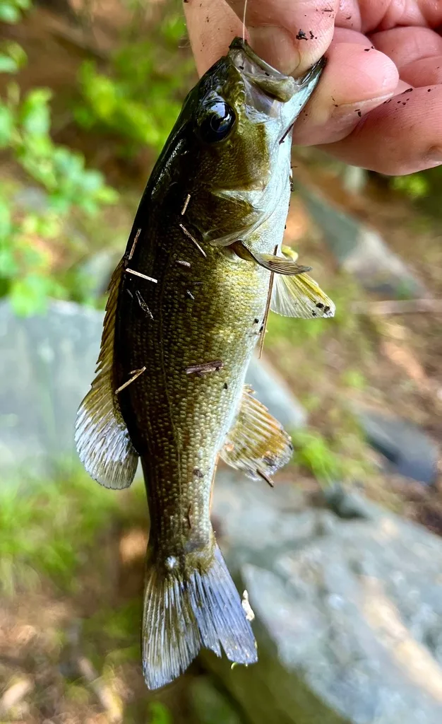 Smallmouth bass — Paper Mill Lake, Jun 26, 2024