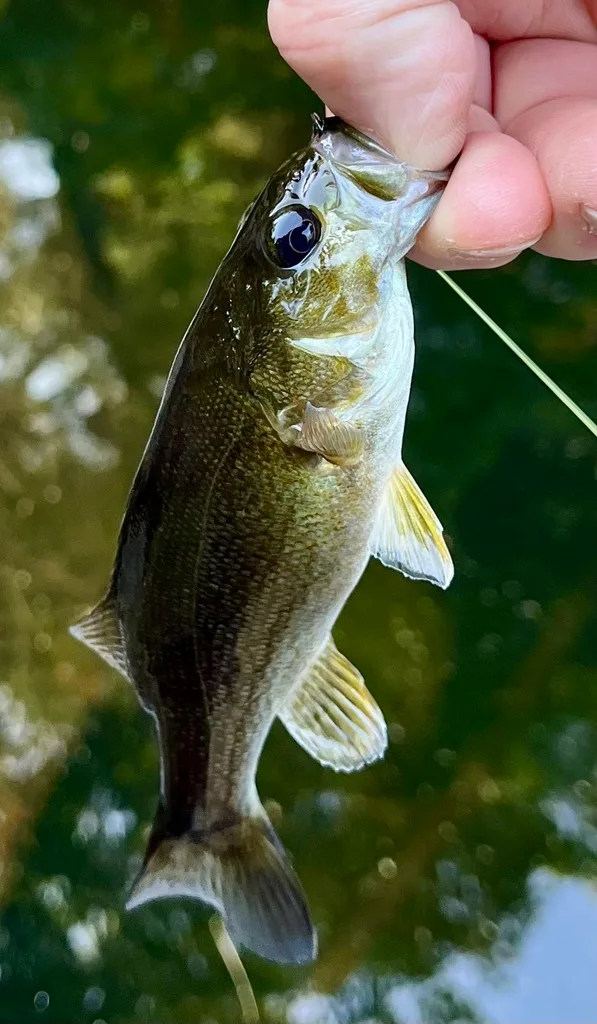 Smallmouth bass — Paper Mill Lake, Jun 26, 2024