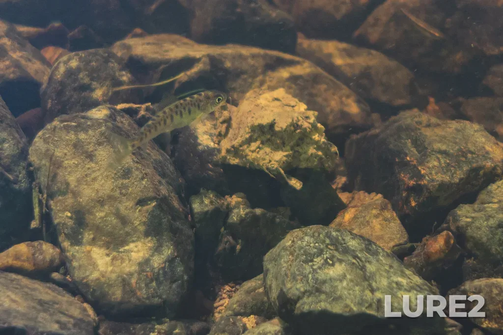 Brown trout — Skokovka, Jun 27, 2024, 3:34 PM