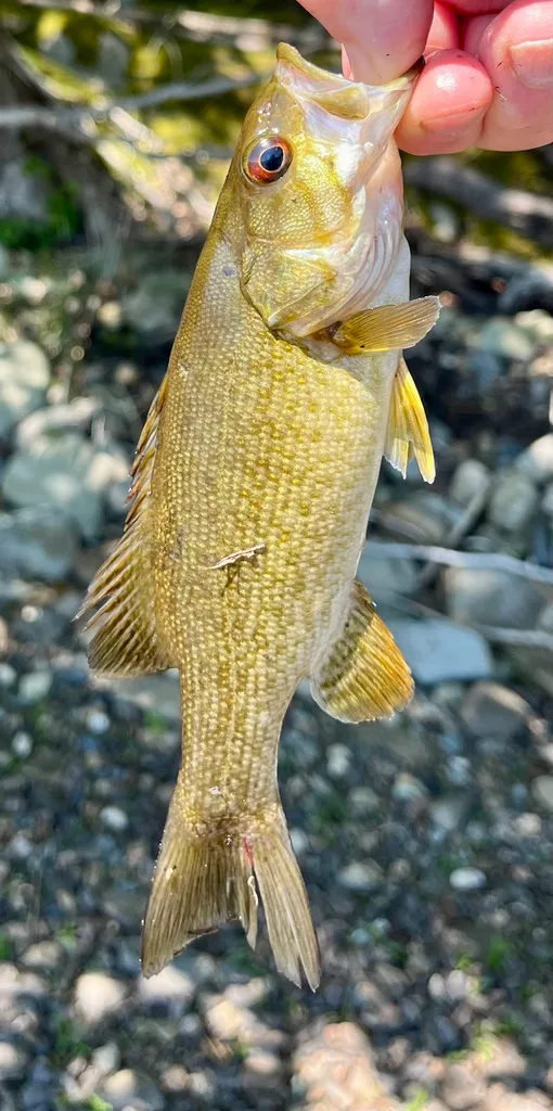 Smallmouth bass — Fancy Lake, Jun 28, 2024