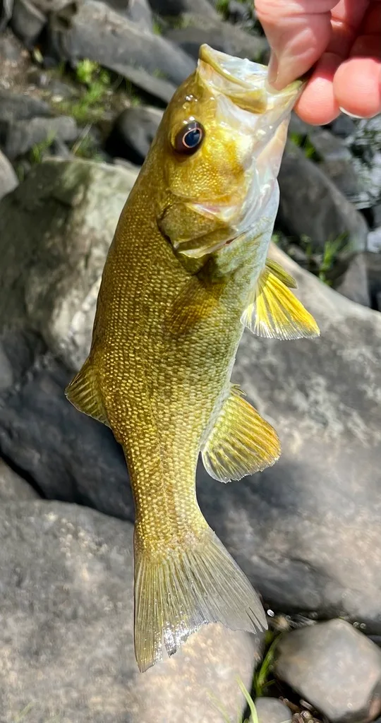 Smallmouth bass — Fancy Lake, Jun 28, 2024