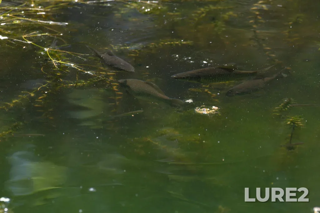Crucian carp — Yermolovo, Moskovskaya obl., Rossiya, 142340, Jun 29, 2024, 11:27 AM