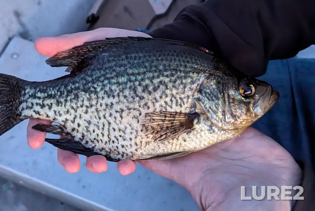 Black crappie — Fairy Lake, Jun 30, 2024, 9:38 PM