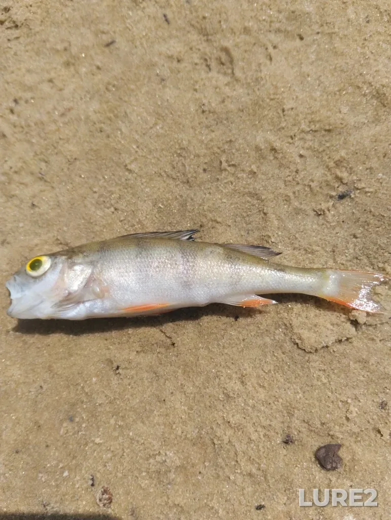 Perch — Lesnoy, Jul 02, 2024, 1:32 PM