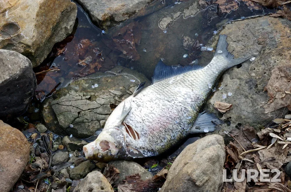 Bream — Moskva, Apr 18, 2019, 11:44 AM
