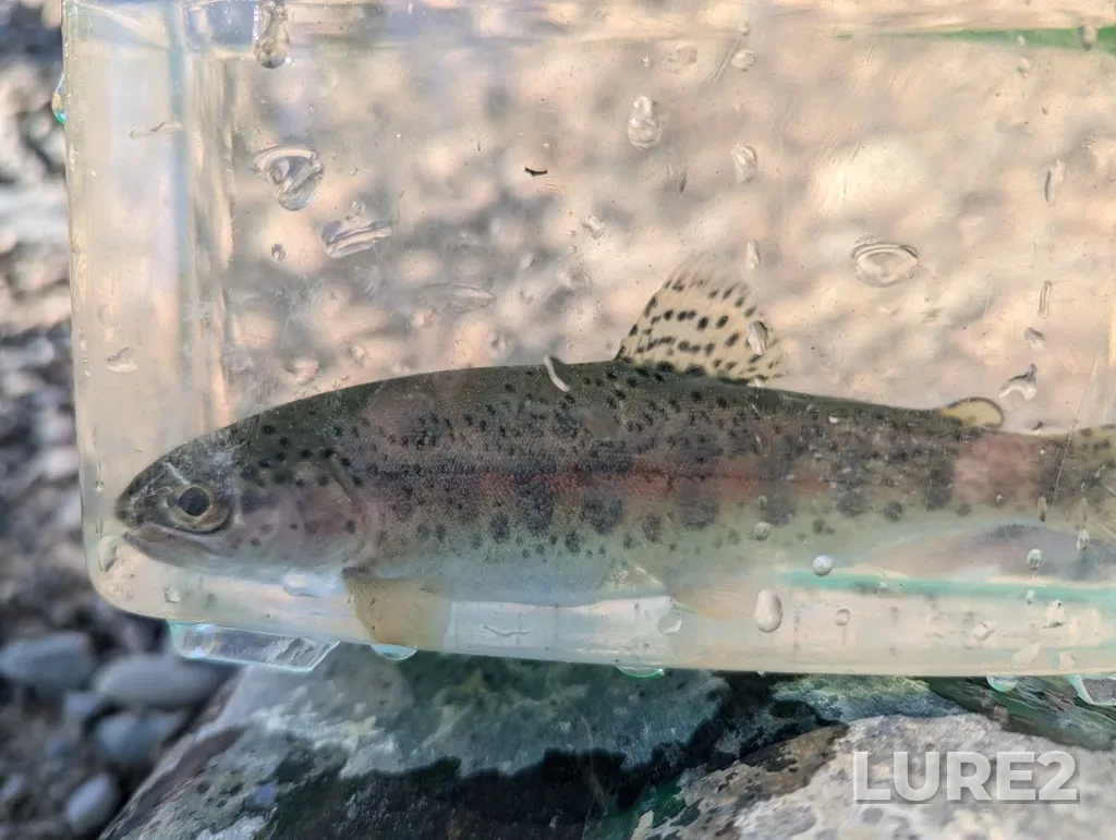 Rainbow trout — Thompson River, Jul 03, 2024, 8:42 AM