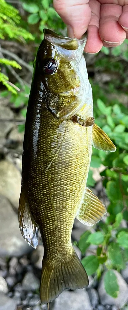 Smallmouth bass — Fancy Lake, Jul 3, 2024