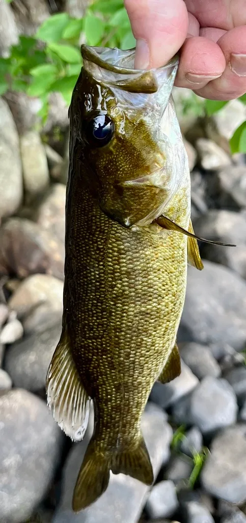 Smallmouth bass — Fancy Lake, Jul 3, 2024