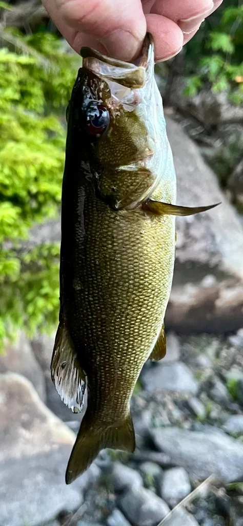 Smallmouth bass — Fancy Lake, Jul 3, 2024