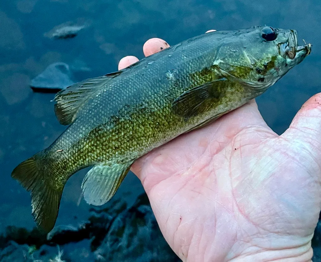 Smallmouth bass — Fancy Lake, Jul 3, 2024