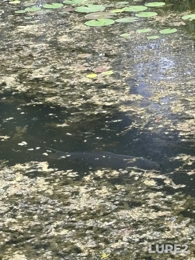 Carp — Kettle Creek, Jul 04, 2024, 6:53 PM