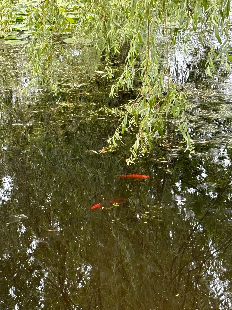 Crucian carp — Kettle Creek, Jul 4, 2024
