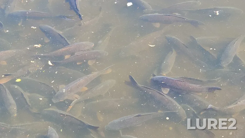 Carp — Fuller Slough, Jul 05, 2024
