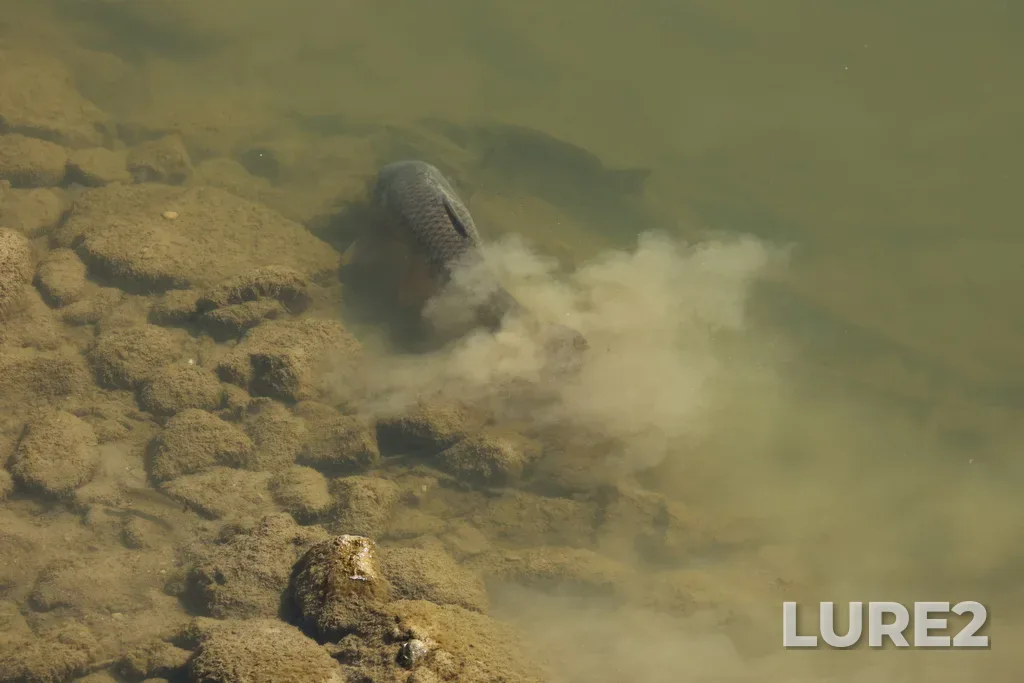 Carp — North Thames River, Jul 05, 2024, 10:07 AM