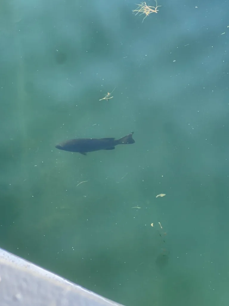 Smallmouth bass — Lac des Dauphins, Jul 6, 2024