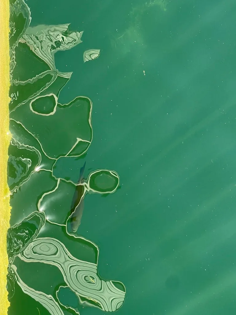 Smallmouth bass — Lac des Dauphins, Jul 6, 2024