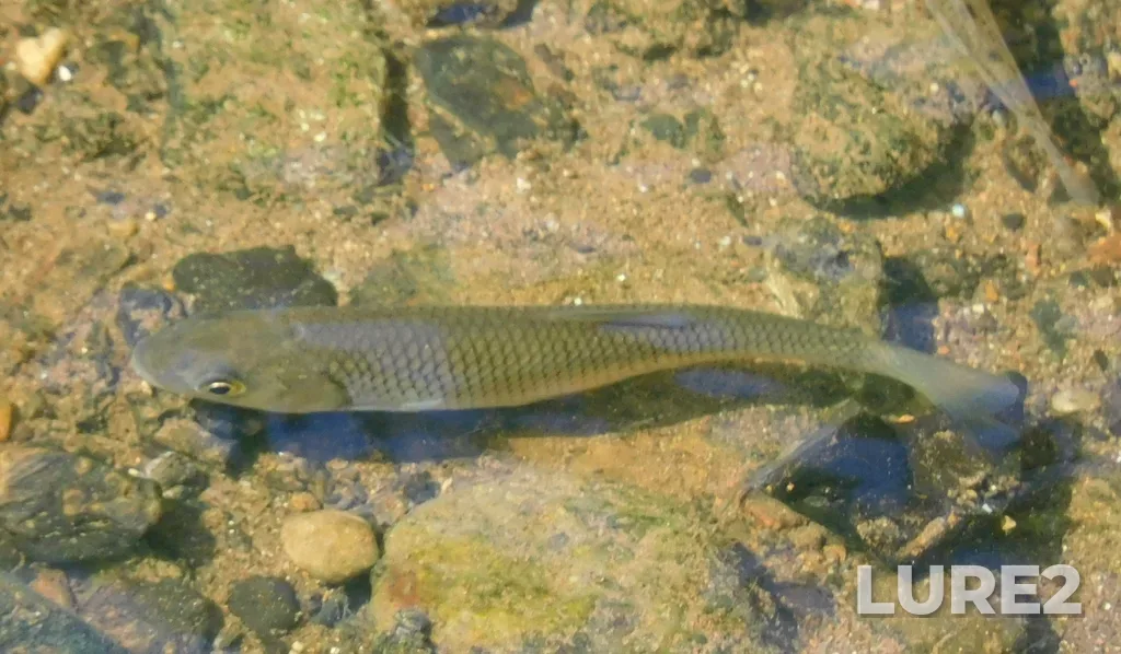 Chub — Kusa, Jul 07, 2024, 10:38 AM