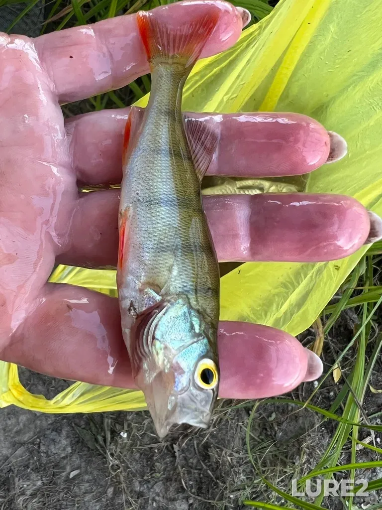 Perch — Krugloye, Jul 07, 2024, 8:40 PM