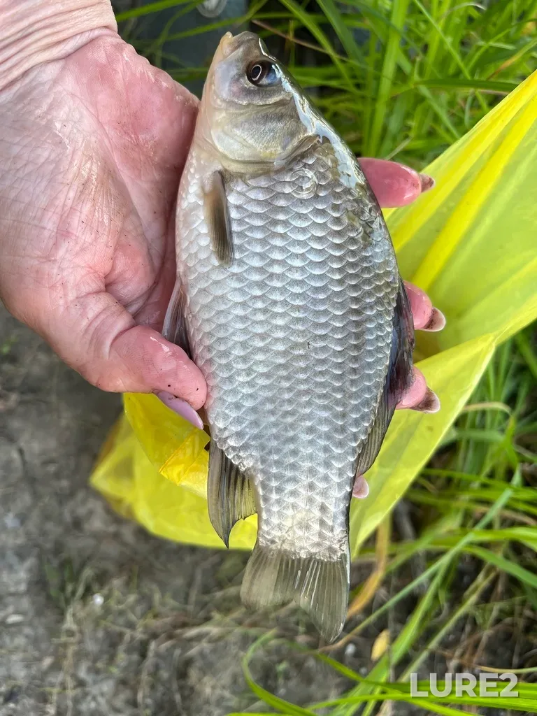 Crucian carp — Krugloye, Jul 07, 2024, 8:40 PM
