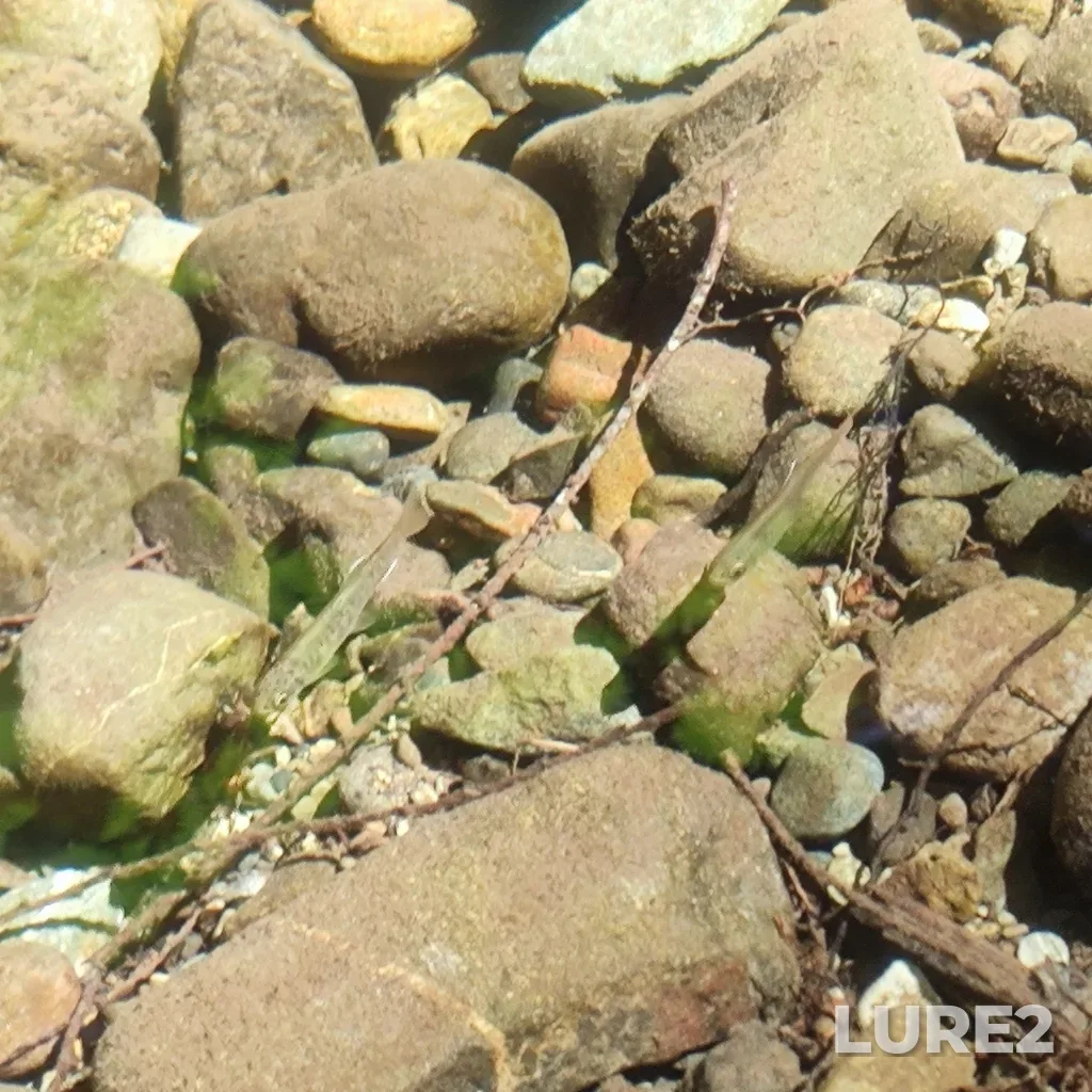 Coho salmon — Charters River, Jul 07, 2024, 3:19 PM