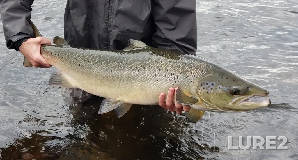 Atlantic salmon — Rivière à la Baleine, Jul 08, 2024, 5:23 PM
