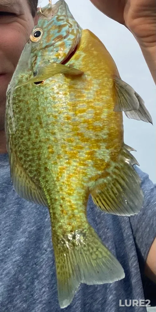 Bluegill — West Lake, Jun 22, 2024, 2:30 PM