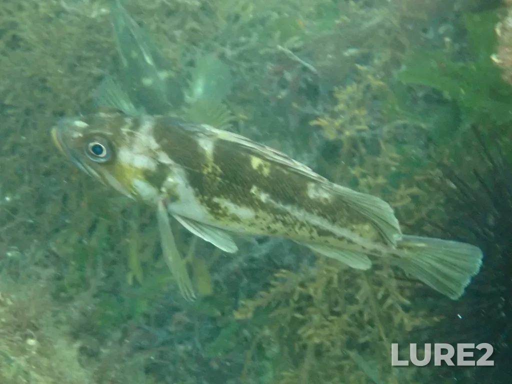 Rockfish — Ballenas Channel, Jul 08, 2024, 3:20 PM