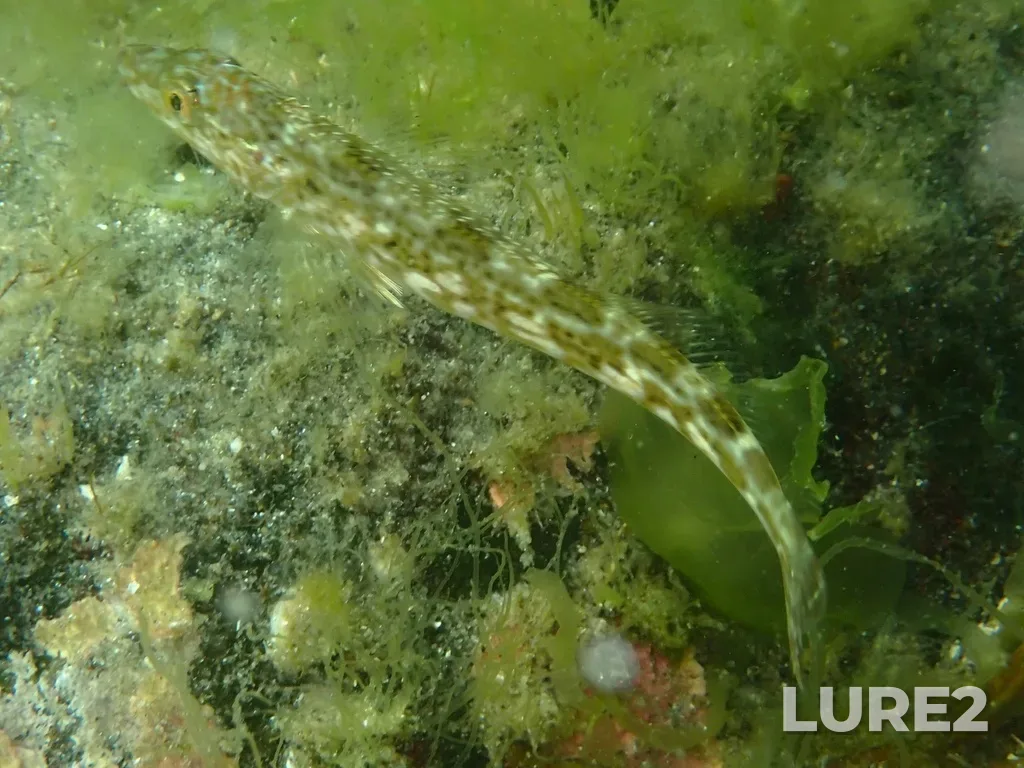 Lingcod — Ballenas Channel, Jul 08, 2024, 3:27 PM