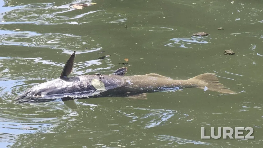 Chinook salmon — Pottawatomi River, Jul 09, 2024, 10:43 AM